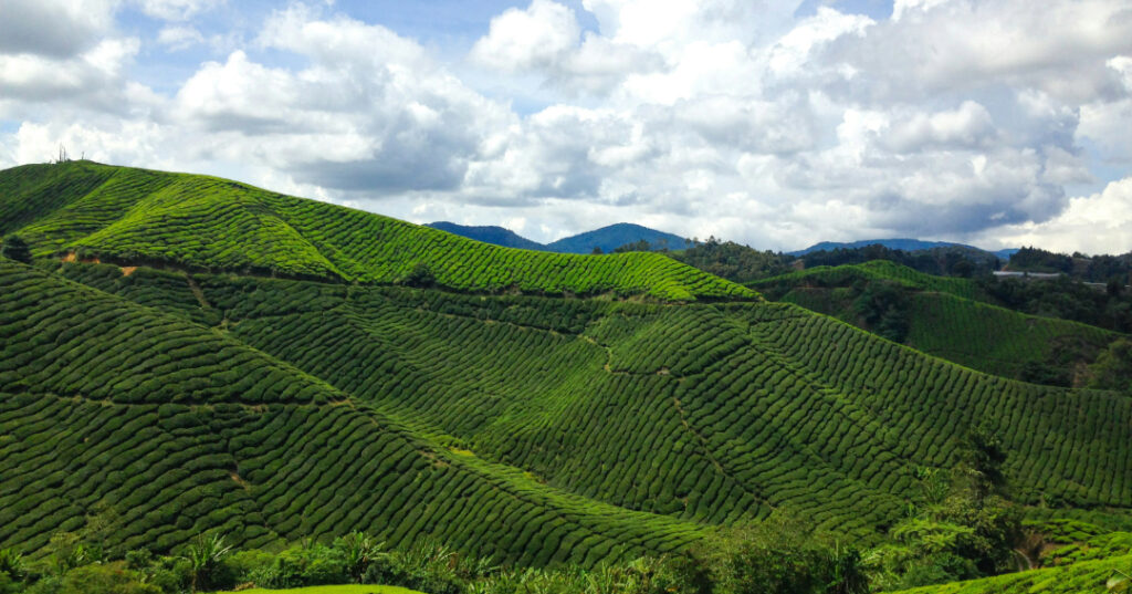 Cameron Highlands - Visiter la Malaisie