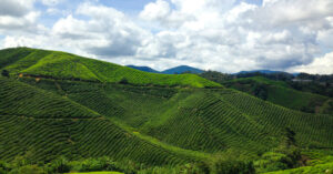 Cameron Highlands