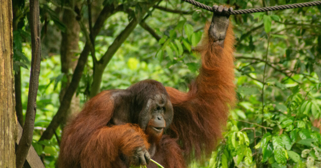 Orang Outan - Visiter la Malaisie