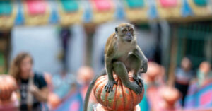 Singe Batu Caves